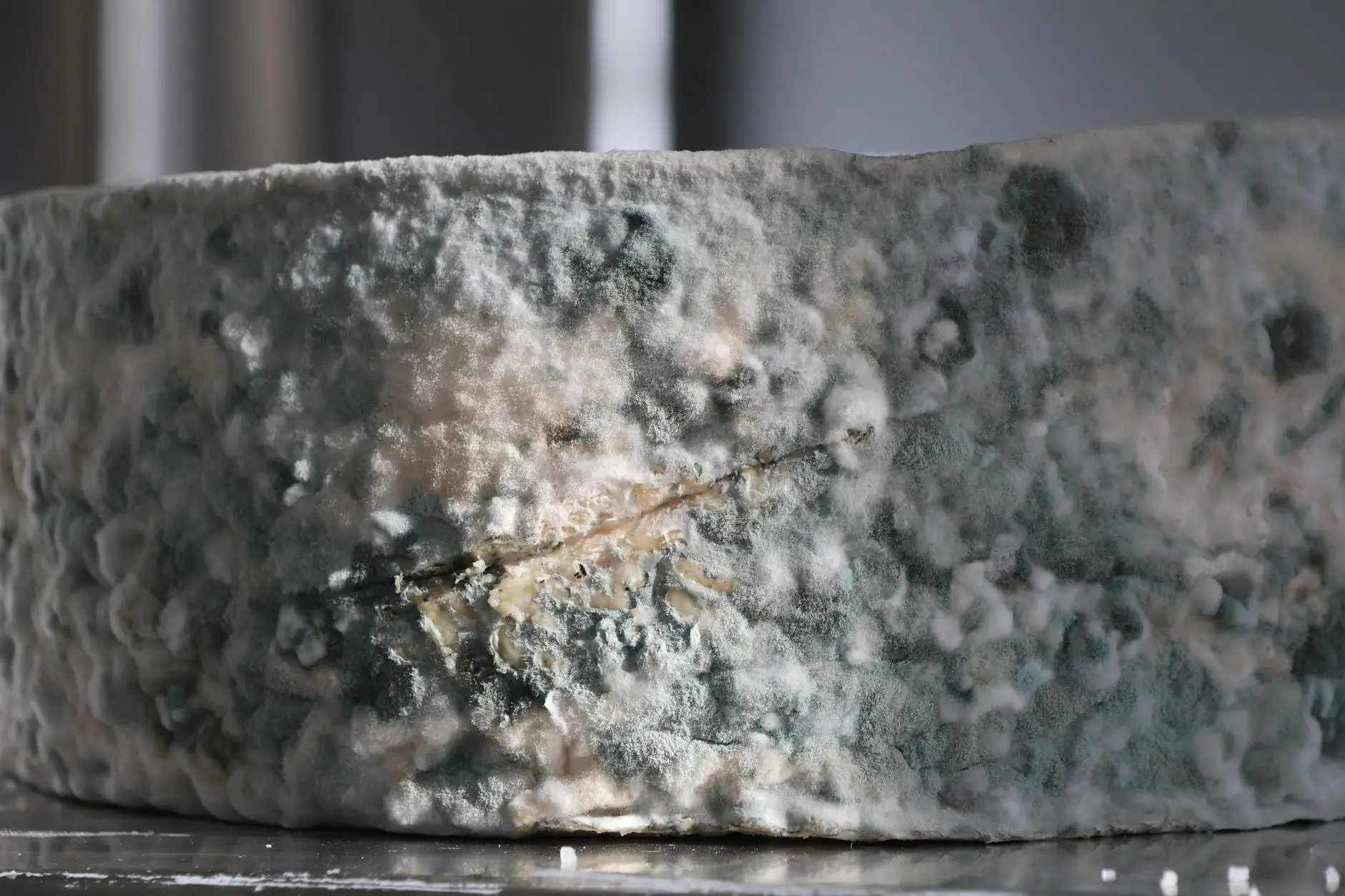 Professional Mold Removal and Testing in Lakeland — Lakeland